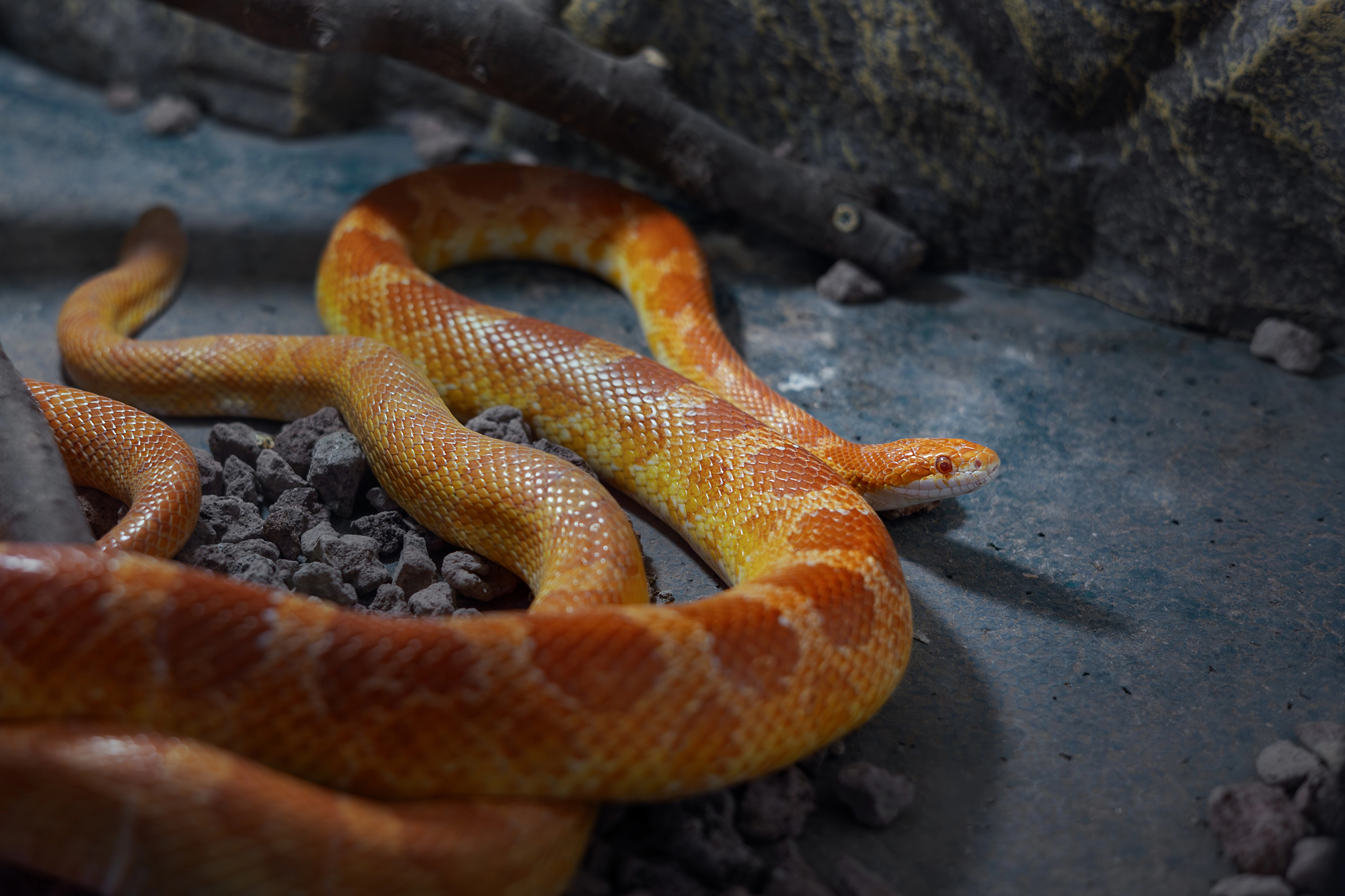 Snake Found in Cork Garden: What to Do When You Encounter a Corn Snake in Ireland