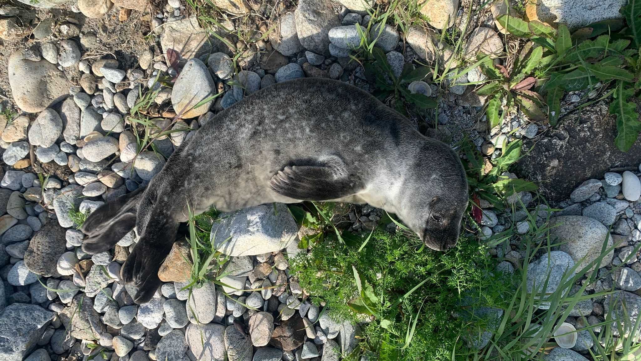 Seal Pupping Season Approaches: Cork Beachgoers Urged to Keep Safe Distance