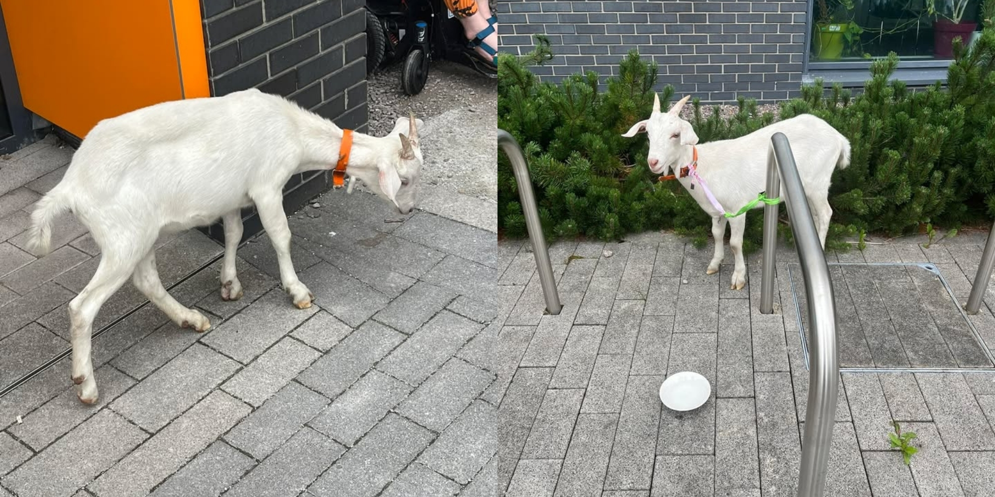 Goat Spotted Wandering Near St. Mary's Health Campus in Cork