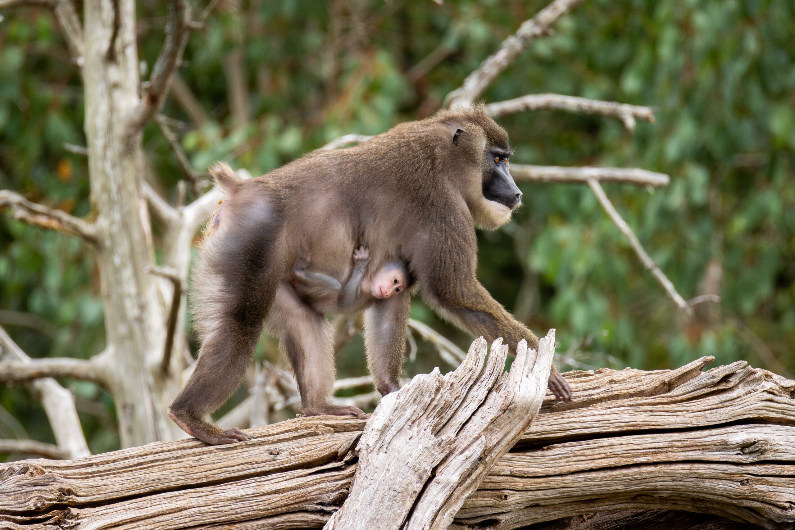 Fota Wildlife Park Celebrates Historic First with Birth of Endangered Drill Monkey