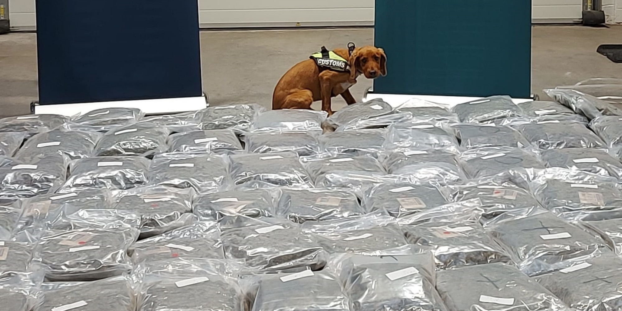 €2.1 Million Cannabis Haul Seized at Port of Cork