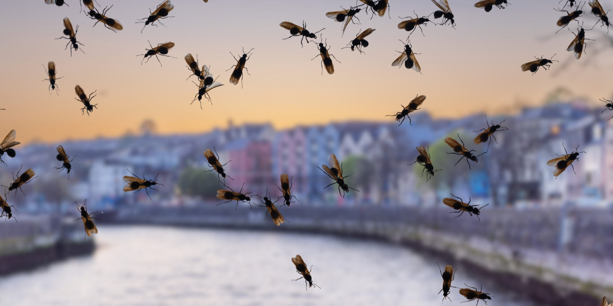 Flying Ant Season Peaks Across Ireland as Warm Weather Triggers Annual Swarms
