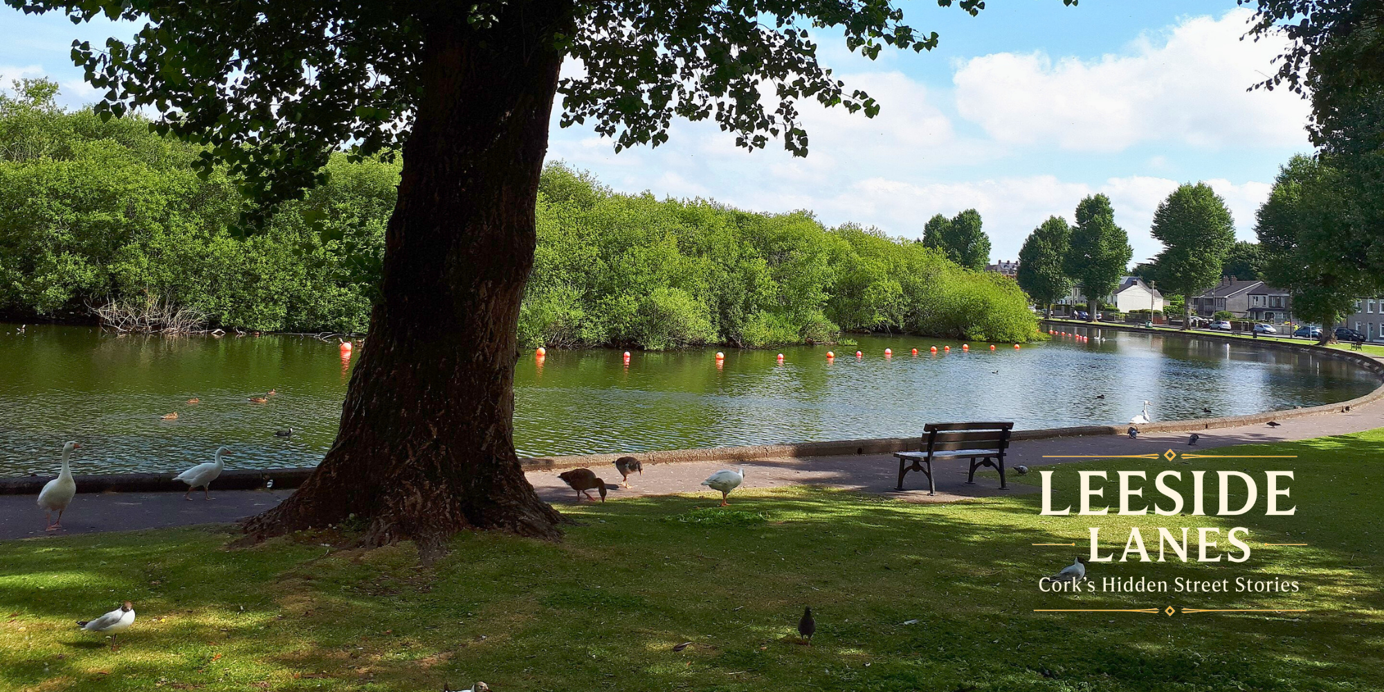 From Ancient Lake to Urban Oasis: The Story of The Lough Road