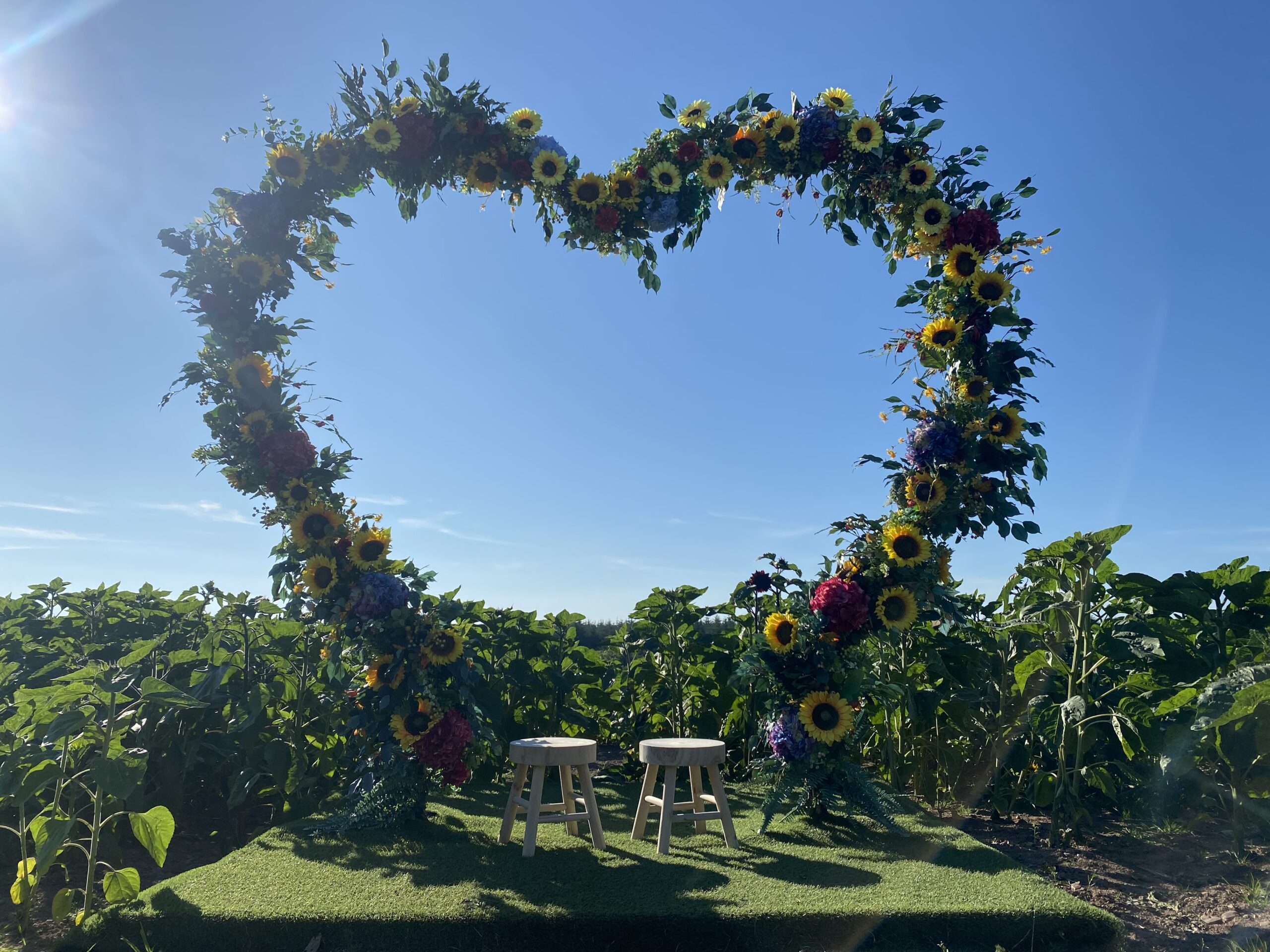 East Cork Farm Opens Sunflower Fields for Charity Picking