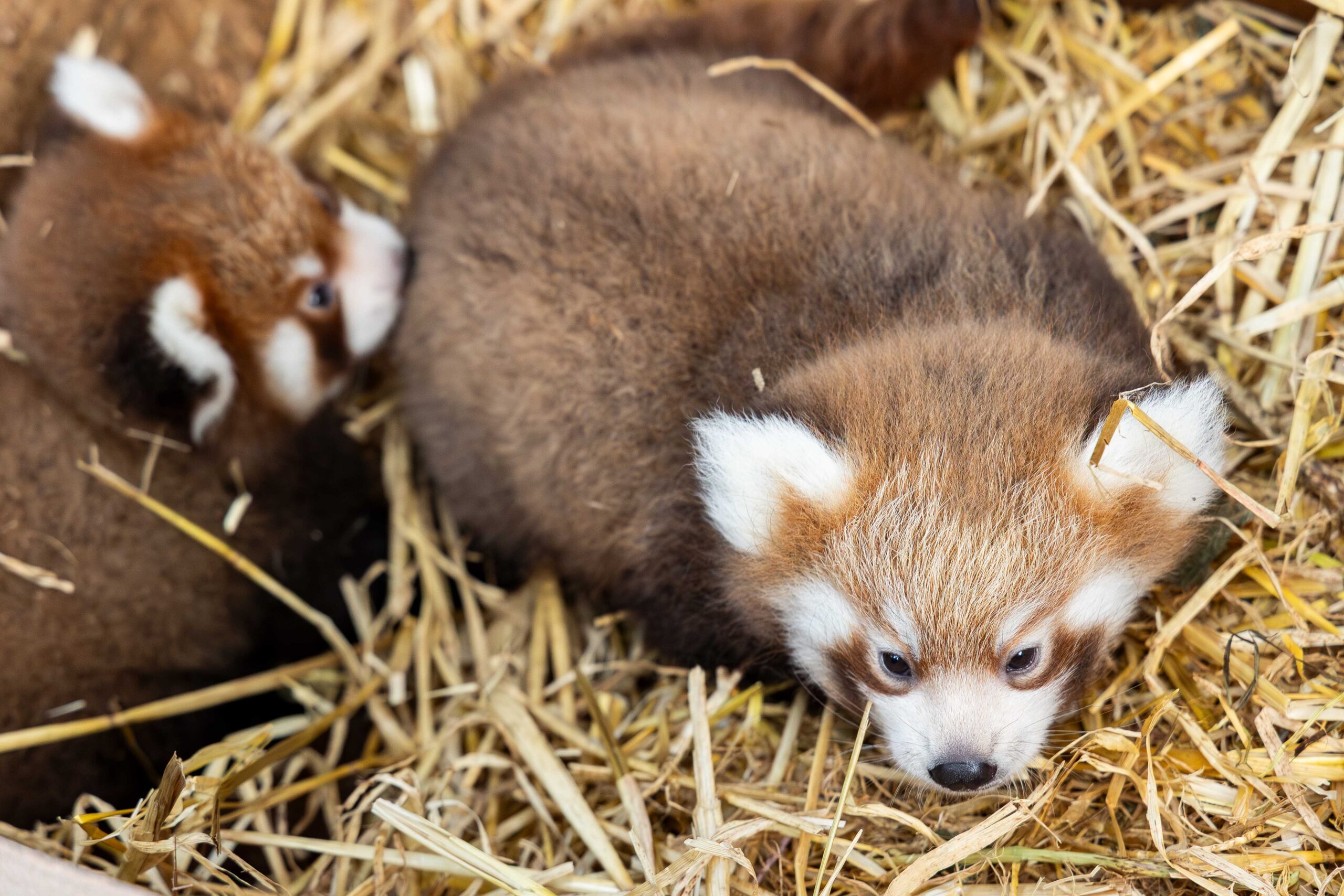Endangered Red Panda Cubs Born at Fota Wildlife Park