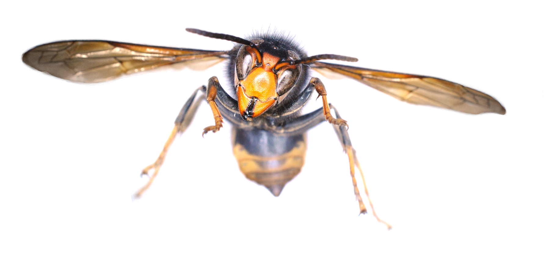 Asian Hornet Confirmed in Cork as Government Launches Emergency Taskforce