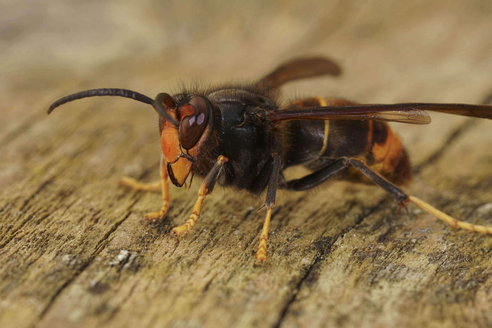 Asian Hornet Nest Discovered in Cork City Prompts Swift Response