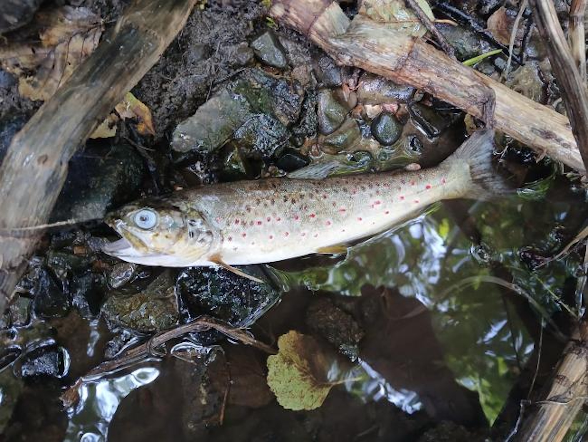 Blackwater Fish Kill Investigation Yields No Conclusive Results Despite Extensive Testing