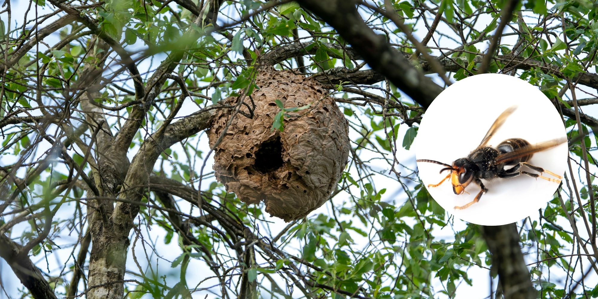 Asian Hornets Confirmed in Cork: Two Nests Removed as Officials Urge Vigilance