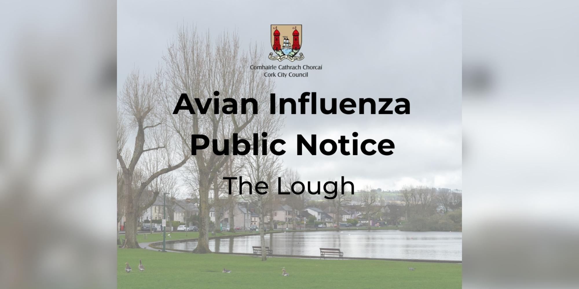 Bird Flu Confirmed at Cork's The Lough as Visitors Urged to Avoid Contact with Wild Birds