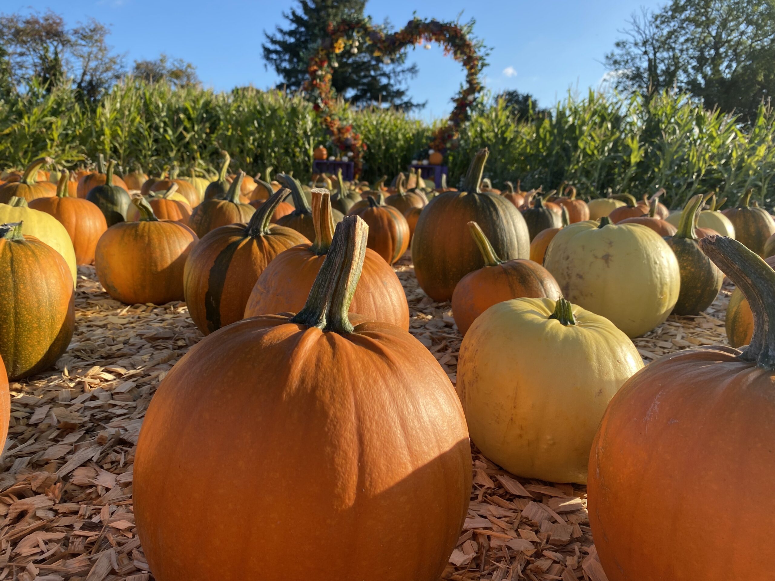 Visitors flock to Joe’s Farm in Killeagh for hands-on pumpkin picking this October