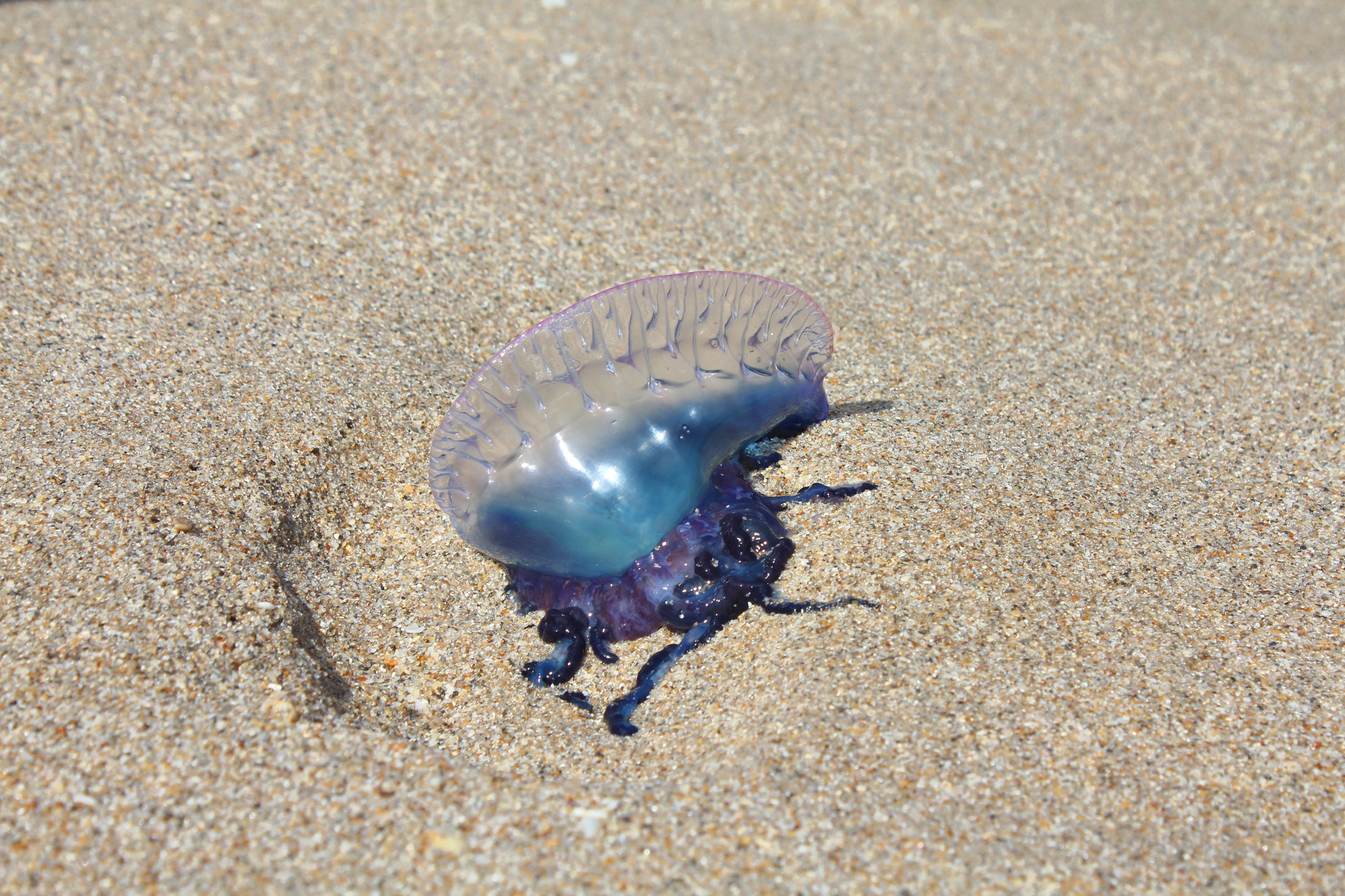 Red Flag Today at Owenahincha Beach Due to Portuguese Man O’ War