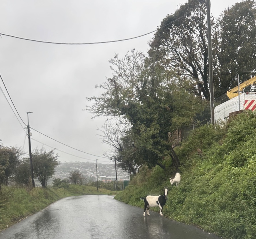 Goats Loose at Spring Lane